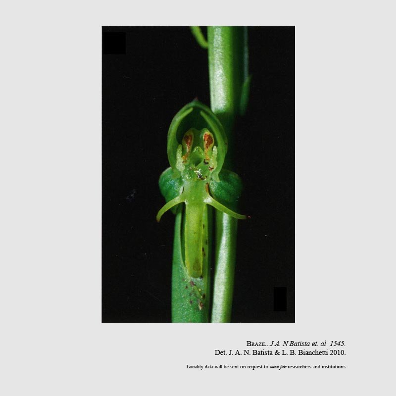 Habenaria crucifera var. brevidactyla